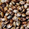 Exploring the Most Popular Cannabis Seeds in the UK